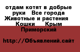 отдам котят в добрые руки - Все города Животные и растения » Кошки   . Крым,Приморский